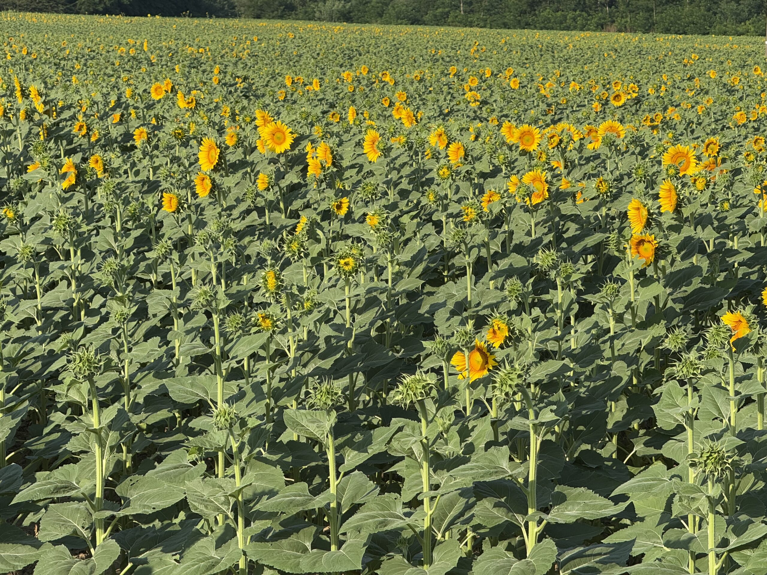 Private tours in Florence and Tuscany